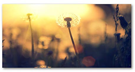 Tulup Leinwandbild - Wandkunst - Drucke auf Leinwand - Leinwanddruck -100x50 cm - Blumen & Pflanzen - Braun - Pusteblume