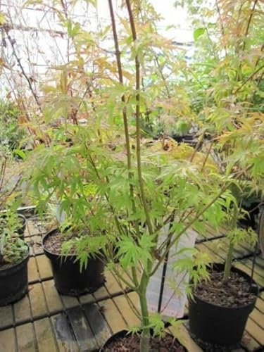 Ahorn palmatum Wilsons Pink Dwarf - Japanischer Fächerahorn 60-80