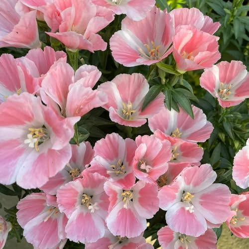 semillas de azalea de verano, resistentes azalea verano jardín, raras, decoración sala estar, decorativas resistentes para 60pcs