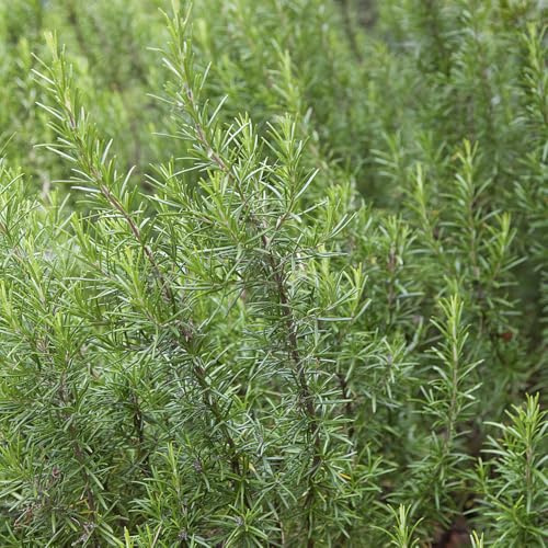 semi di rosmarino giardino in aiuole rialzate rialzata selvatici sul balcone primaverili biologiche 1000pcs