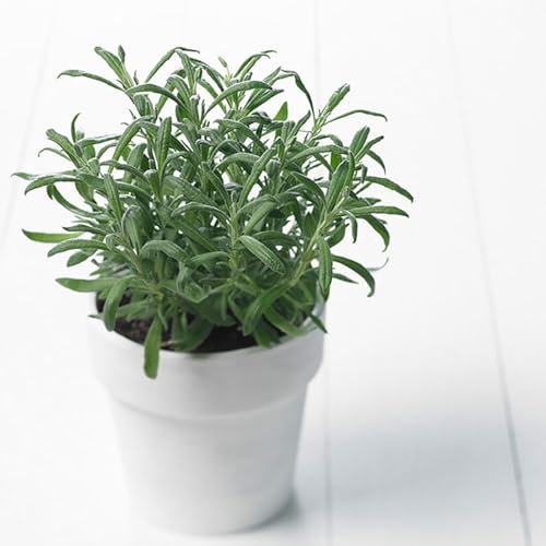 kiskick 1 Beutel Rosmarinsamen, erfrischender, erfrischender Samen, natürliches Parfüm, Rosmarinus-Samen für Herrenhaus-Gartenarbeit, Geschenk für Männer, Frauen, Kinder Rosmarinus officinalis-S