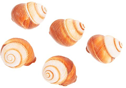 FONDOTIN 5pezzi Gusci Naturali Di Chiocciole Per Lumache Al Forno in Stile Francese Decorativi e Multiuso Per Casa Cucina Ristorante
