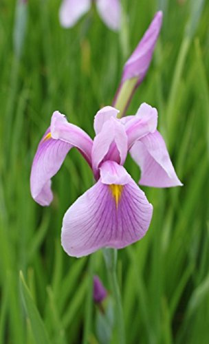 WASSERPFLANZEN WOLFF - Iris laevigata 'Rose Queen' - Asiatische Sumpfiris, rosa - QUALITÄTSSTAUDE durchwurzelt im 9x9cm Topf - winterhart