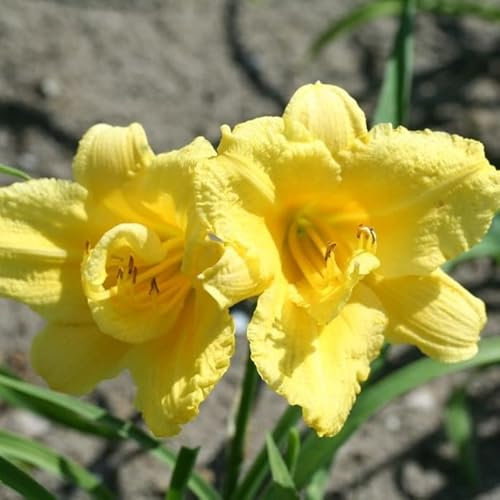 6x Lis d’un jour 'Happy Returns' – Hemerocallis 'Happy Returns' – Godet 9x9cm | Floraison jaune citron, très remontante