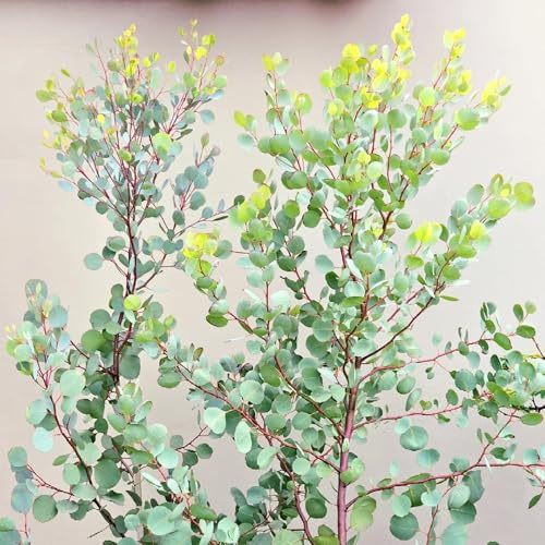 Eukalyptus samen- eukalyptus pflanze, pflanztöpfe，pflanzen für draußen bonsai topf，gartendeko für draußen pflanzensamen，geschenke für gartenliebhaber bonsai samen，bäume garten 150pcs