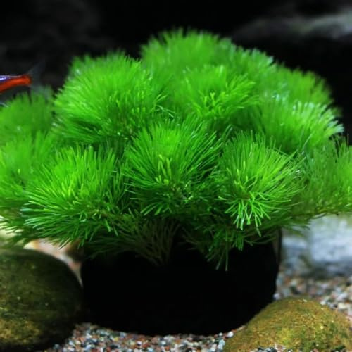 Semi di acquatiche per acquario, per laghetto, d'acquario, esotiche regali insoliti semi esotici da appartamento 250pcs