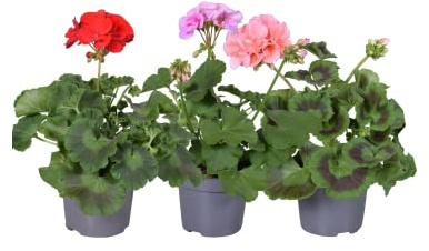 DECOALIVE Set de 3 Geranios de Exterior Ideales para Terraza y Jardín