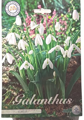 Galanthus Elwesii Schneeglöckchen Blumenzwiebeln, Winterhart, Mehrjährig, Bio-Qualität (150)