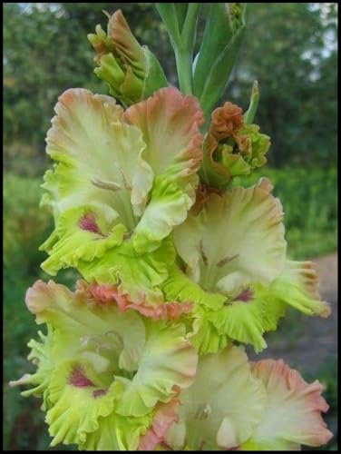 Gladiolus Bulbs.Strong Plants That Grow Well Mix Golden Jade Carving Feels Beautiful/CXXFGFT.-10 Bulbs-D