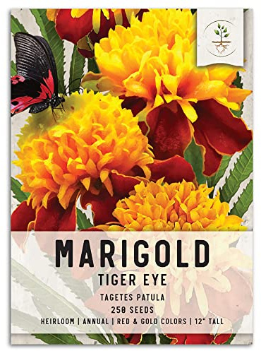 Seed Needs, Tiger Eye Marigold Seeds - 250 Heirloom Seeds for Planting Tagetes patula - Annual Flowers to Attract Pollinators & Butterflies in a Butterfly Garden (1 Pack)