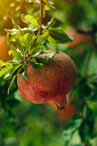 pianta di Melograno albero di melograno varietà Dente di Cavallo già innestato Età 2 anni pianta da frutto di melagrana pianta vera di melagrana venduta da eGarden.store