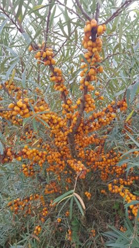 Hippophae rhamnoides 'Eva' / Argousier femelle/Godet/Arbuste fruitier