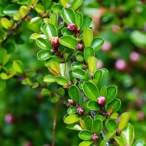 Semillas de cotoneaster para cubrir el suelo. exóticas Cotoneaster dammeri, de balcón variedades antiguas arbustos resistentes 40pcs