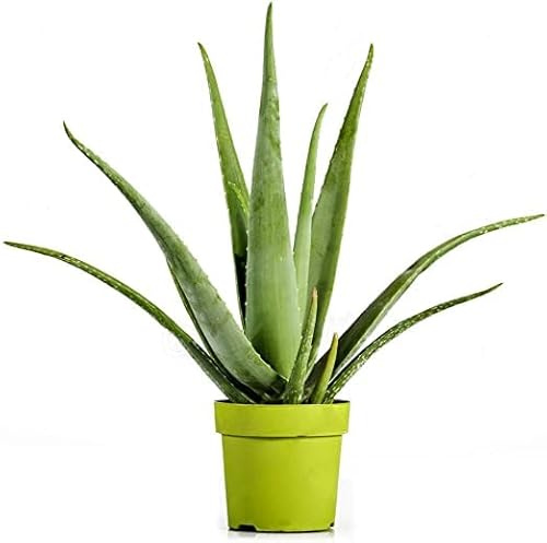 Planta Natural Aloe Vera Suculenta de Fácil Cuidado