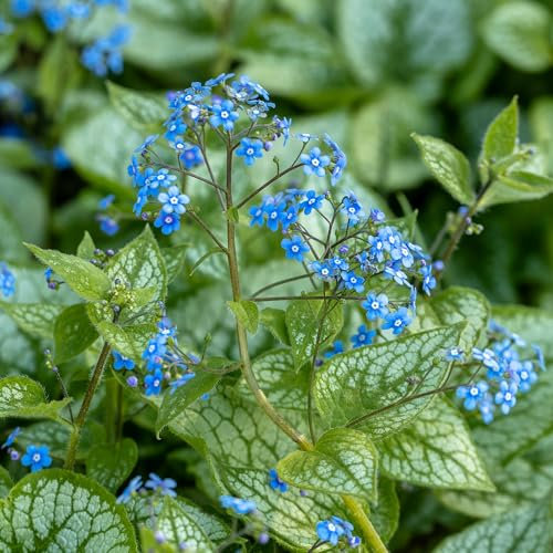Brunnera Macrophylla – Real Outdoor Hardy Perennial Plant – Large Heart-Shaped Leaves with Green Veins – Bright Blue Spring Flowers – Ideal for Shaded Gardens and Ground Cover (9 cm Pot, 10-20 cm)