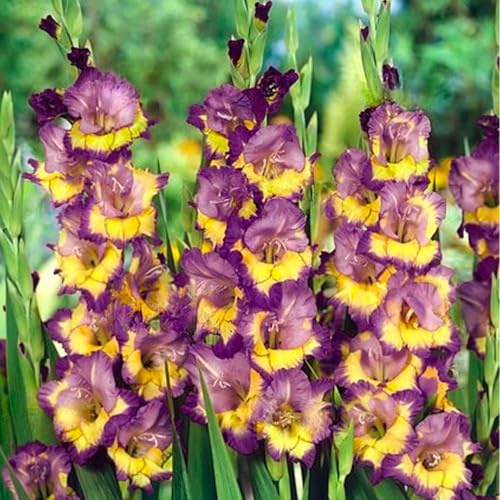Bulbi di GLADIOLI | Bulbi provenienti dai migliori produttori Olandesi | Esclusiva selezione e controllo qualità | Fioritura garantita dal primo anno. (7 Gladiolus DYNAMITE)
