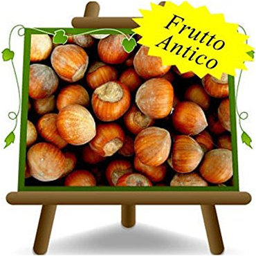 EURO PLANTS VIVAI Nocciolo Tonda di Romagna - Pianta da Frutto Antico su Vaso da 20 cm. - *Altezza: 150~170 cm. - Età 2 Anni