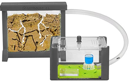 Anthouse - Basic Natural Sand Ant Farm - 3D Ant Terrarium - Acrylic Sandwich-Type - Foraging Box with Lid Included - Grey Color