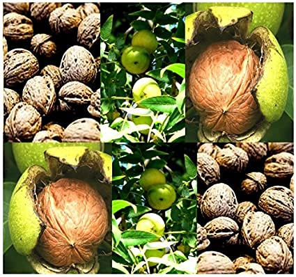Generic