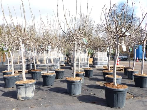 gruenwaren jakubik Feigenbaum 180 cm Stammumfang 14-20 cm, winterhart, kräftiger Stamm, Ficus Carica, Feige, Obst