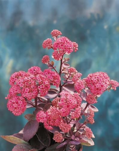 Sedum cauticola 'Vera Jameson' ca. 9x9 cm Topf - Fetthenne, rosa Blüten, Blütezeit Spätsommer, ideal für Steingärten, trockenheitsresistent, pflegeleicht