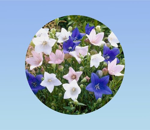 550 graines platycodon - fleur ballon - Campanule à grandes fleurs - en mélange - plante vivace - massif, rocaille, bordure