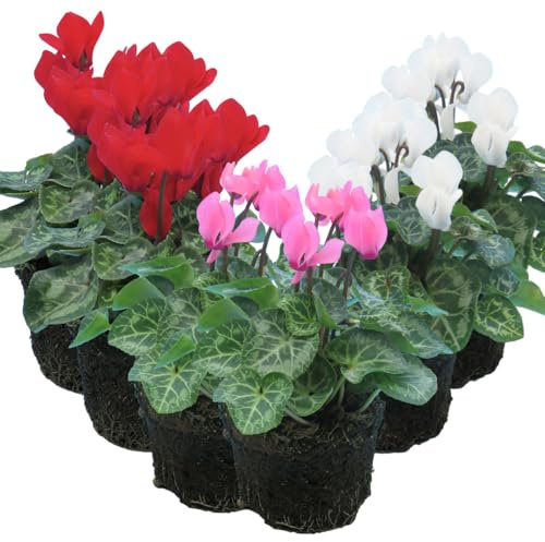 Cyclamen Radiance Mix - Growers Selection - Winter Flowering Perennials for Pots, Baskets & Borders – Hardy, Low-Maintenance, UK Grown - Supplied with Peat Free Compost - Pot Not Included