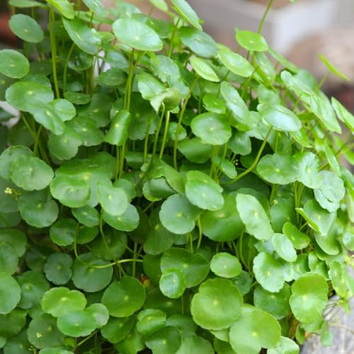 Pilea peperomioides - topfpflanzen gartenkräuter kräuterbeet zimmerbonsai alte sorten stauden kräutergarten steingarten outdoor gewächshaus pflanzensamen deko wohnzimmer exotische 50samen