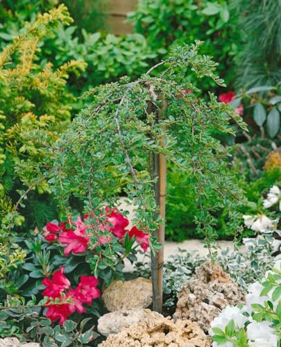 Kriechmispel Cotoneaster adpressus Little Gem 60 cm Stamm immergrün | dekorativer Hochstamm, sonnig bis halbschattig, robuste Bodendeckerkrone, langer Fruchtschmuck, geeignet für Terrasse