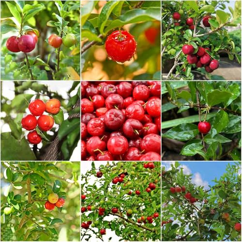 Semillas de acerola - de interior columnares resistentes jardín bonsái cereza dulce Semillas del acerola Decoración balcones: 80pcs