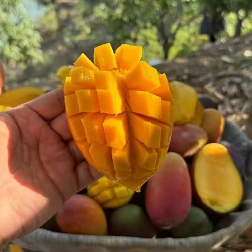 mangobaum - mango bonsai balkonpflanzen säulenobst mangosamen hecken sträucher deko wohnzimmer gartenpflanzen winterhart mehrjährig schnell wachsende sträucher hochbeet bonsaibaum 2samen