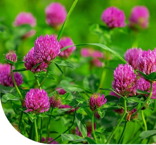 MRS Rotklee-Samen 250 Gramm – Trifolium pratense – Reine Kleesamen – Gründüngung – Natürlicher Stickstoffbinder – Wichtiges Futtermittel
