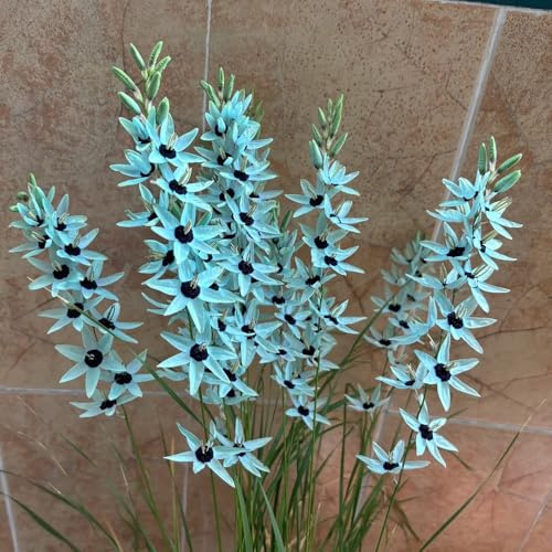 iris - di, tappezzanti, resistenti, perenni appartamento forniture giardino selvatici balcone autunnali, resistenti,te 7Bulbi