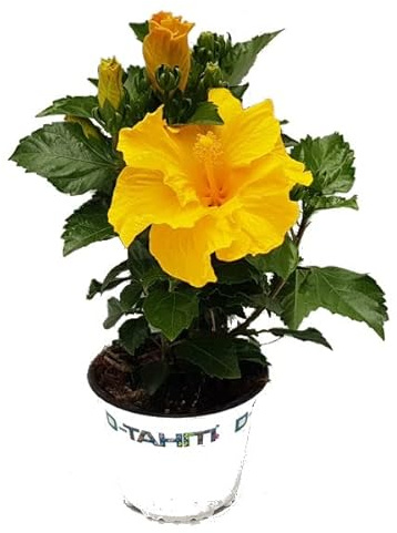 Hibiscus con Flores Amarillas/Arbusto Natural de Exterior/Fácil de Mnatener