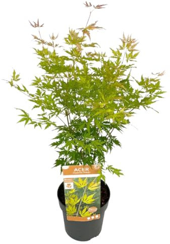 Plant in a Box - Ao giapponese 'Orange Lace' - Ao giapponese A - Bellissimi colori vivaci - Vaso 19 - Altezza 60-70cm