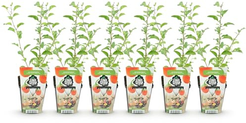 GreenboutiQ - Plantes à fruits - Baies de Goji - Lycium Barbarum - Rustique - 6 Plantes - Pot 9 cm - Orange - Fruit Rouge