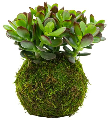 DECOALIVE Kokedama Crassula Ovata Planta Viva de Interior