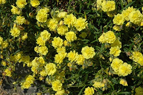 Helianthemum x cultorum 'Gelbe Perle' 9x9 cm Topf – Winterhart, Mehrjährig, Pflegeleicht – Sonnenröschen – Bodendecker für Steingarten & Beet