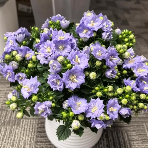 glockenblumen mehrjährig - dekoration wohnzimmer gartenpflanzen bodendecker winterhart 500samen