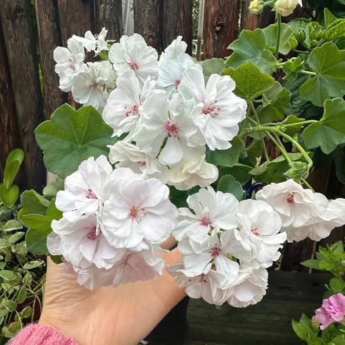 semi di geranio perenni - decorazione soggiorno giardino resistenti balcone vecchie varietà 1000pcs