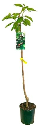 Garden Center Shop | Cerezo 4-70 M25 | Árbol Frutal Natural de Cereza | Planta Exterior para Huerto, Jardín o Terraza | Frutal de Hoja Caduca