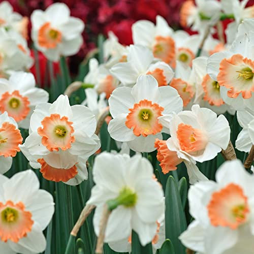 Daffodil Narcissus Hardy Bulb 'Passionale' Fragrant White and Pink Blooms Ideal for Indoor/Outdoor Growing Easy to Grow Your Own Naturalising Garden Flowers 20x Bulbs by Thompson & Morgan (20)