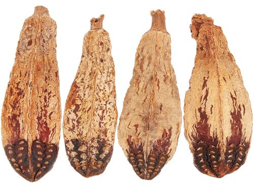 ABOOFAN Naturel pour Perroquet 4 Pièces, à Mâcher Recherche de Nourriture en Fruit Naturel, pour Oiseaux de Compagnie et Décoration Intérieure