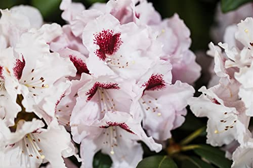 Rhododendron 'Graffito' 30–40 cm – Winterhart, Immergrün, Pflegeleicht – Alpenrose – Zierstrauch für Kübel & Garten