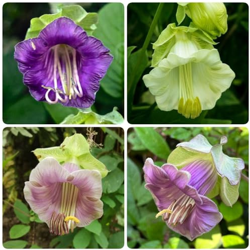 Semi di vite campana biologici, da balcone Cobaea scandens, selvatici semi di balcone 50pcs