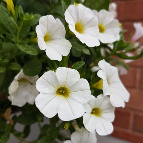 Zauberglöckchen indoor kräutergarten pflanzensamen hängepflanzen winterhart mehrjährig balkon garten wohnzimmer deko steinpflanzen winterhart garten hochbeet winterharte stauden 200samen