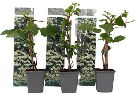 Plant in a Box - Hydrangea anomale petiolaris - 3er Set Kletterhortensie - Hortensie - Topf 9cm - Höhe 25-40cm
