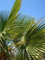 Graines Palmier de Chine - trachycarpus Fortunei - Sachet de 15 graines - Graines de style