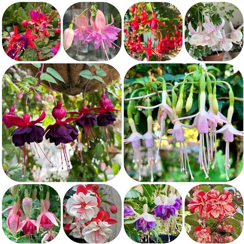fuchsien, winterharte garten alte sorten gartendeko für draußen seltene exotische garten 150pcs
