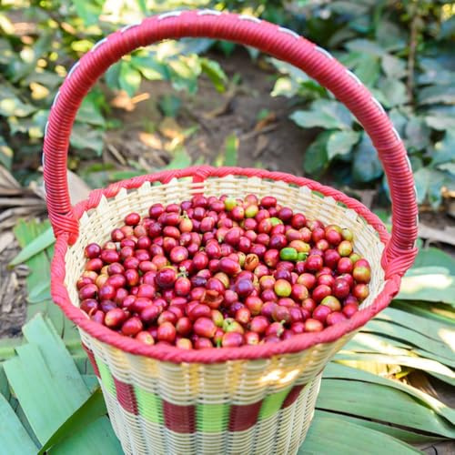 KaffeeSamen, kaffeepflanze seltene kaffeebaum nachhaltige geschenke bio 10pcs